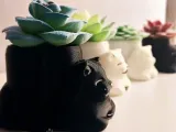 Jardinera Kitty-1