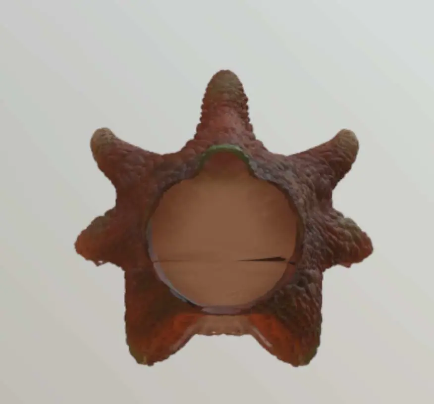 Tree Stump