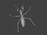 Insect Mantis Assembly Model-2
