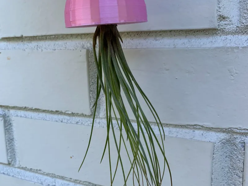 Jellyfish Air Plant Holder