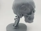 Skull Anatomy-7