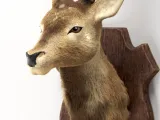Deer Hunter-1