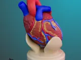 ANATOMIA INIMII PENTRU EDUCAȚIE-5