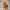 3337  Laughing Pomeranian – Full-Color 3D Model  dog  STL