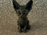 Cute Devon Rex-4