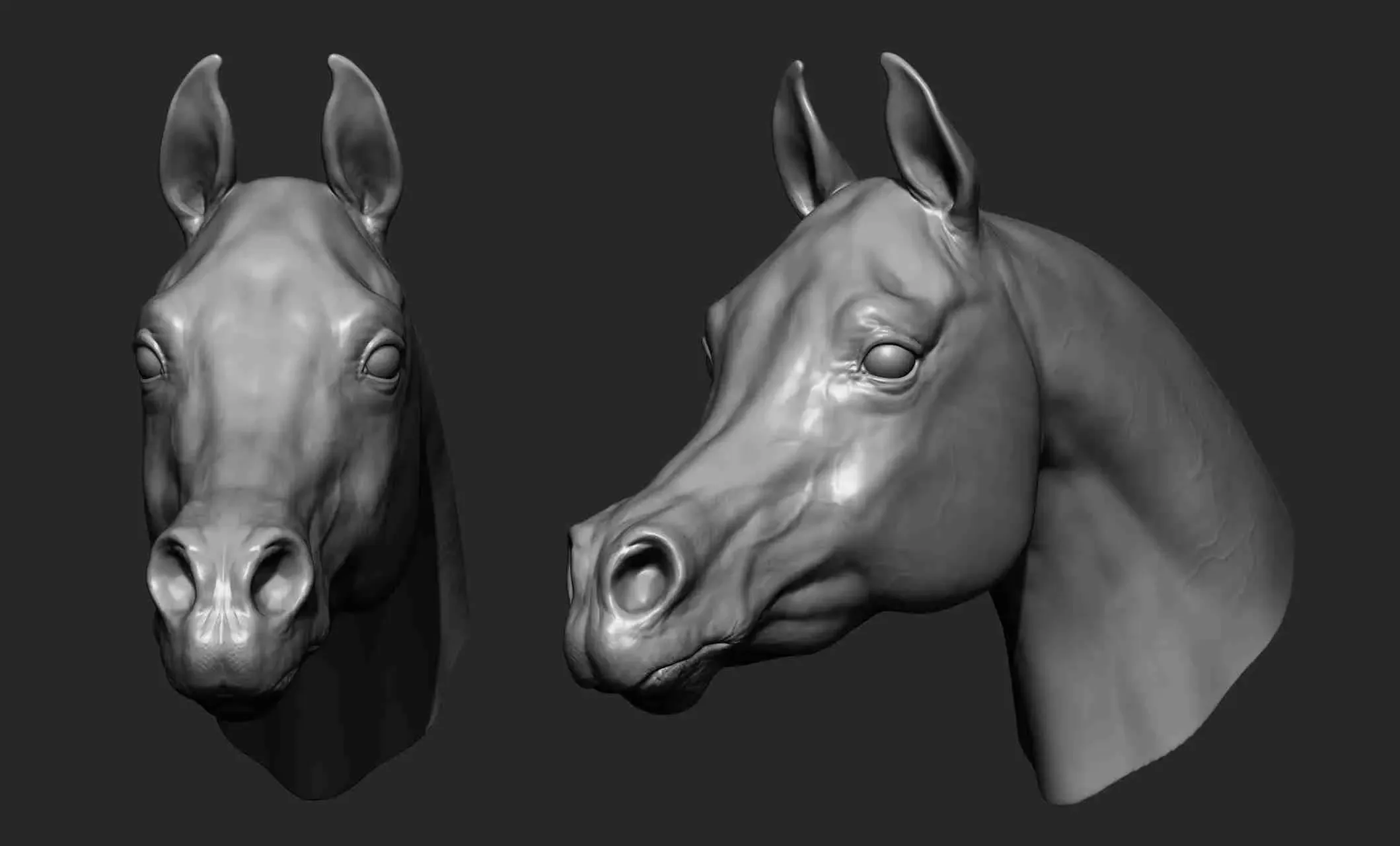 Arabian Horse Head