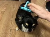Cat brush-masage-4