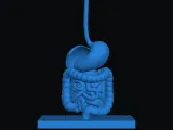 Human Digestive System-1
