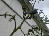 plant clamp-5