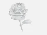 Eternal Rose-1