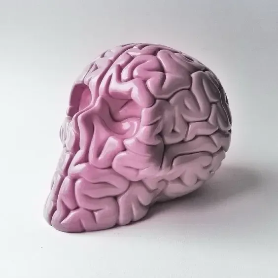 scull brain