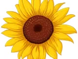 Girasol-4