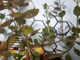 Plant supports with bee pattern-1