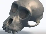 Monkey Skull 3D Model - Primate Anatomy Sculpture-3