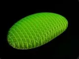 Morf Worm-0