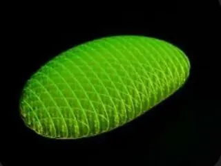 Morf Worm