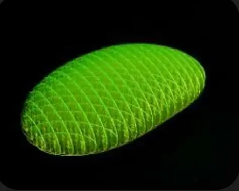 Morf Worm
