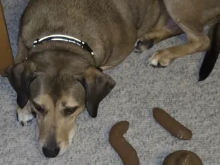 Assortment of fake poop- prank dookie