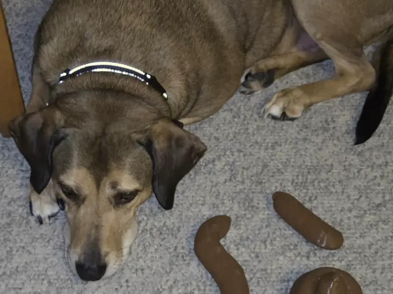 Assortment of fake poop- prank dookie