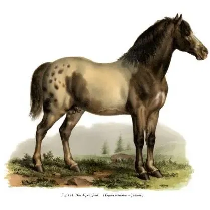 Horse