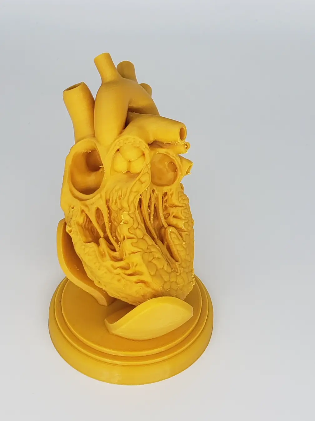 SEZIONE TRASVERSALE DEL CUORE UMANO STAMPA 3D