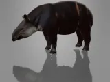 MINIATURE TAPIR-1