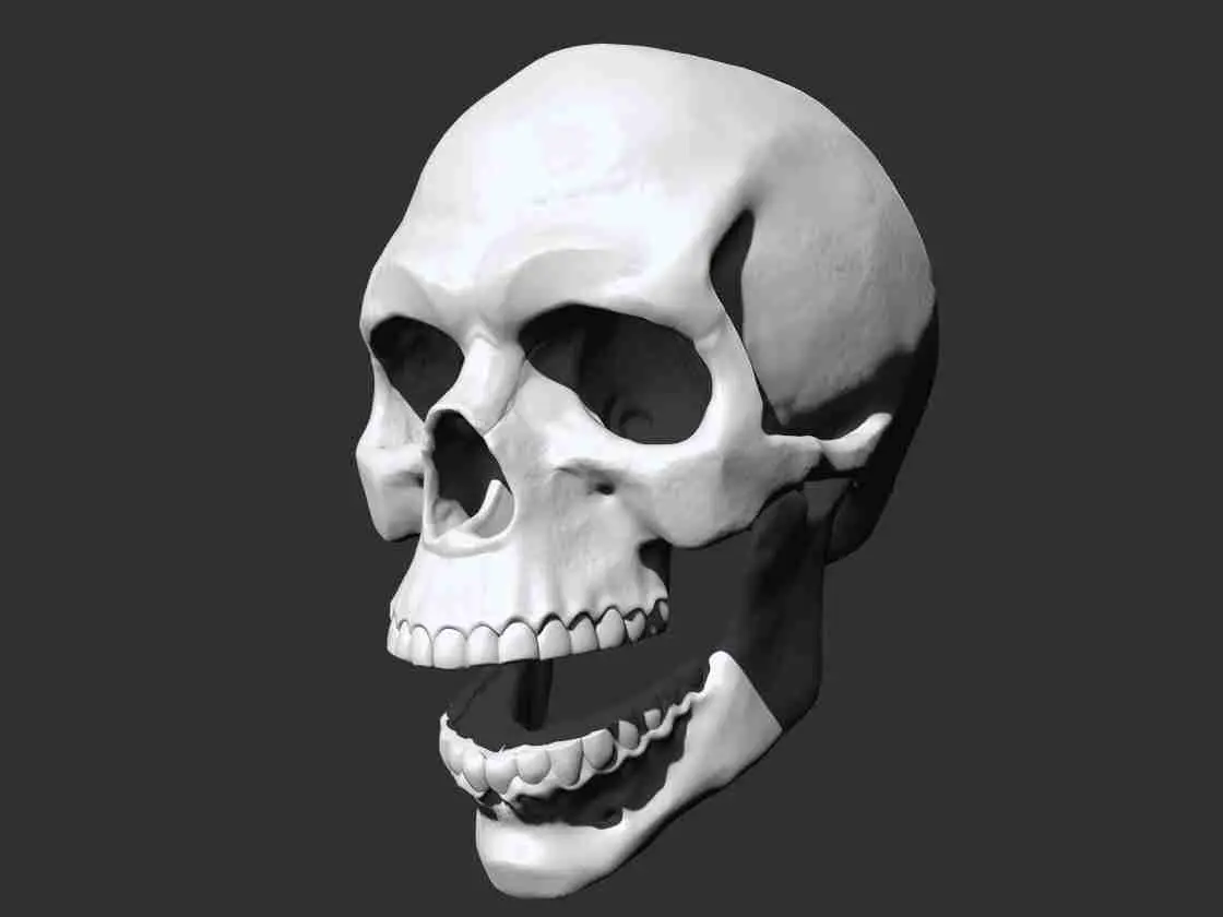 Skull - Anatomy 3D print model