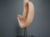 Human Stomach Cross Section Anatomy-3