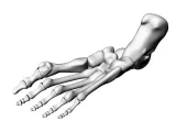 foot bones 10x-0