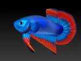 BETTA FISH 2-3