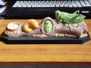 Grasshopper Life Cycle – Educational Model