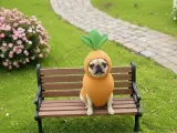 Carrot Dog-0