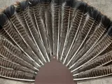 simple turkey mount-0