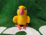 Golden Conure-4