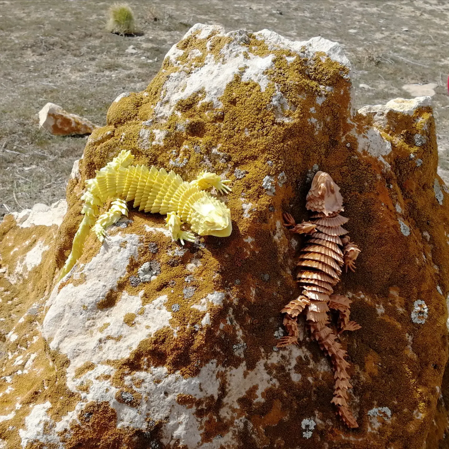 GOLDEN LIZARD (LAZY FLEXI)