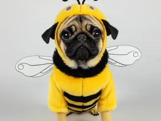 PUG DOG BEE COSTUME CUTE ANIMAL