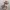 Lhasa Apso Dog Low Poly