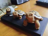 Ciclo de vida de la tortuga – Tres etapas-0