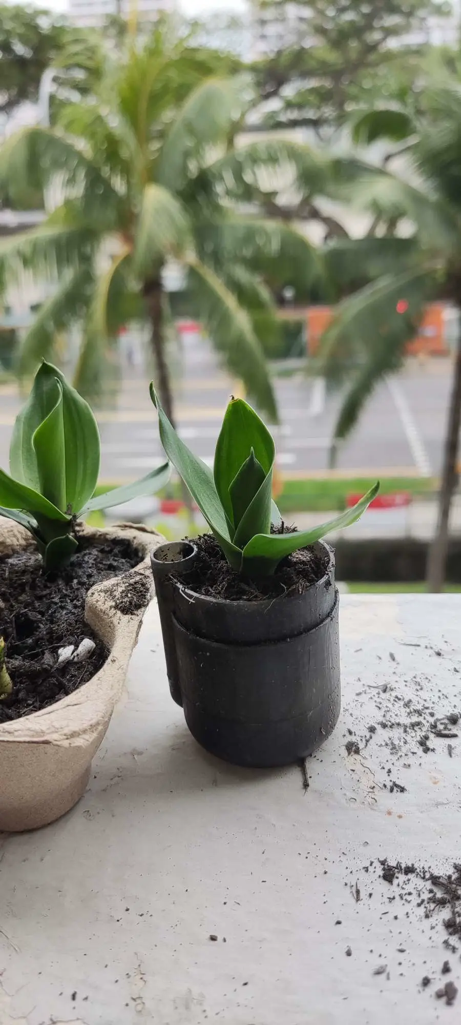 self watering flower pot