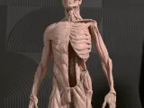 Human Anatomy STL Model-0