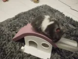 🐹 Pet/hamsterVilla -5