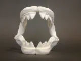 Great White Skull-1