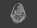 Bat-eared Fox Skull-7