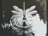 Dragonfly-0