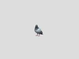pigeon-1