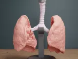 🫁 Human Lung Anatomy – Modular Educational Model-1