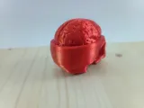 Skull with Brain-3