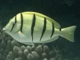 Convict Tang-0