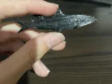 Fich keychain-0