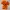 Knitted Collection: Cute Mushroom Chanterelle